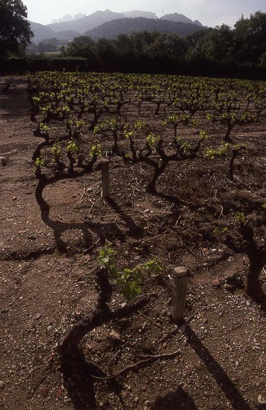 France 99 Gig Vines.jpg